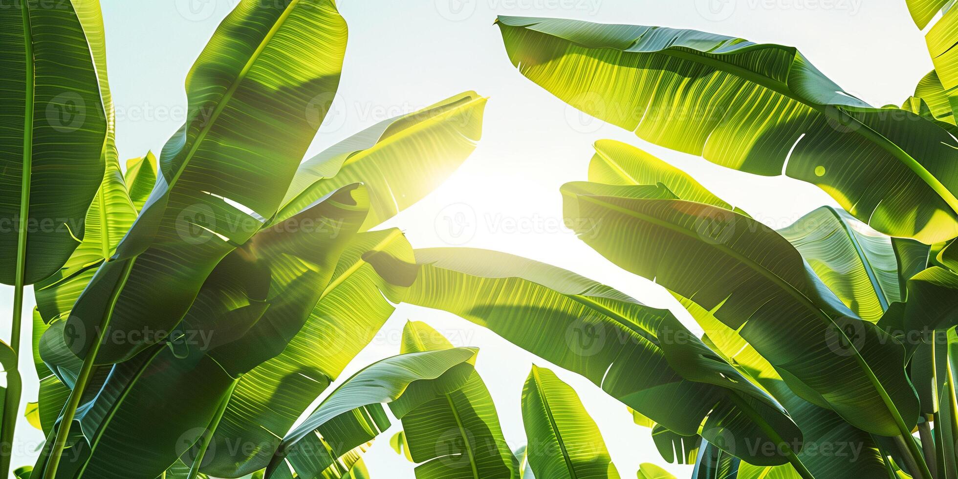 Banana plants with broad leaves arranged in a natural, layered formation, photorealistic photo