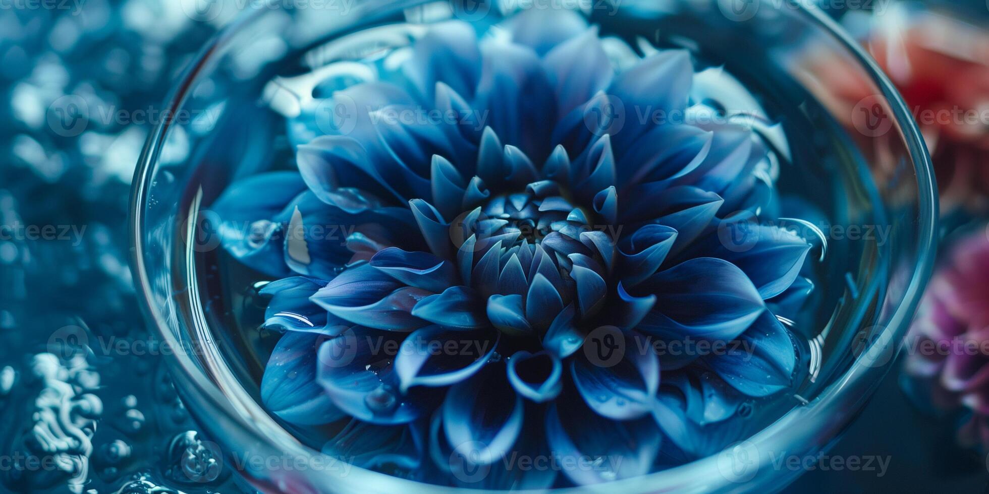 Dahlia in a glass vessel of dark blue dye, the color spreading slowly, photo