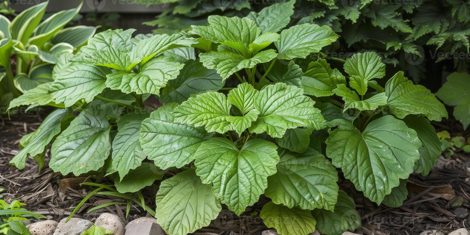Lush patchouli plant in a shaded corner, picture photo