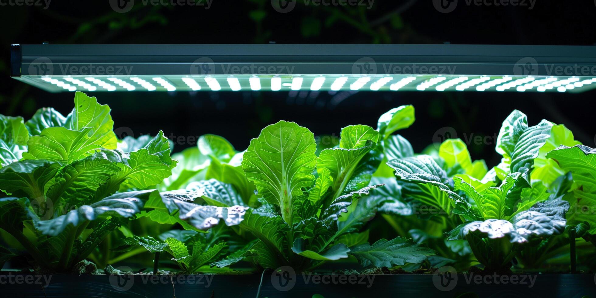 Programmable LED grow light fixture, illuminating an array of leafy greens, picture photo