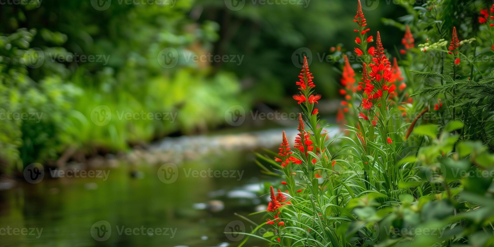 Bright red cardinal flowers blooming alongside a tranquil, meandering stream surrounded by dense greenery, photography photo