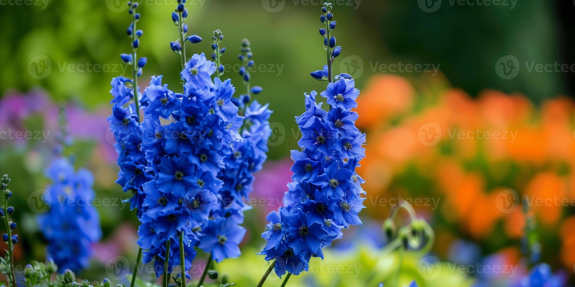 Deep blue delphinium flowers standing tall and regal, adding a pop of color to the garden bed, picture photo