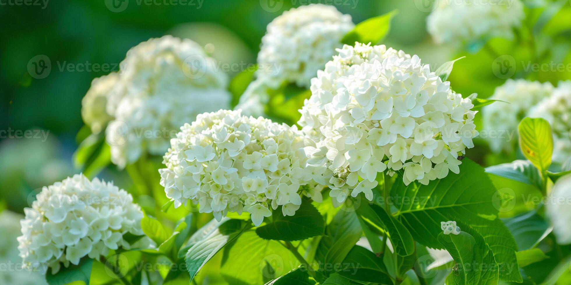 Delicate white hydrangea flowers form large, round clusters against a background of deep green foliage, photography photo