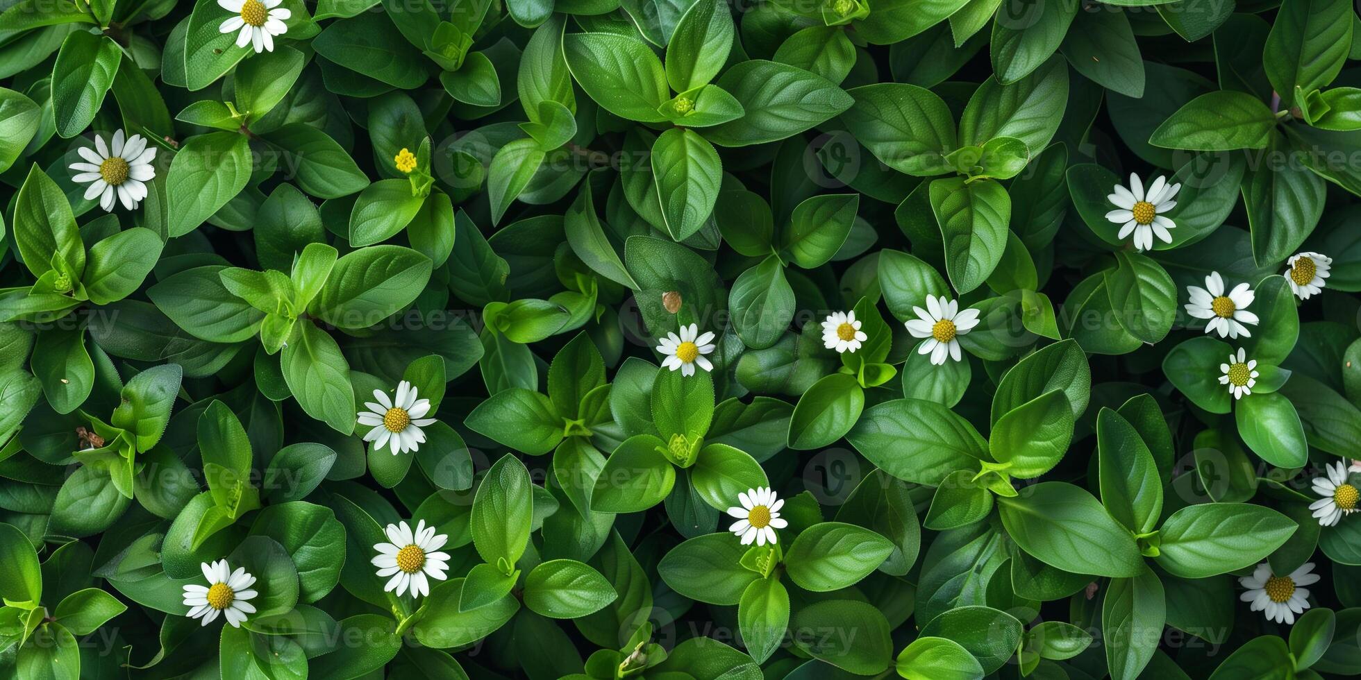 Green leaves and small white flowers of the chamomile plant are arranged neatly against a plain background, photography photo