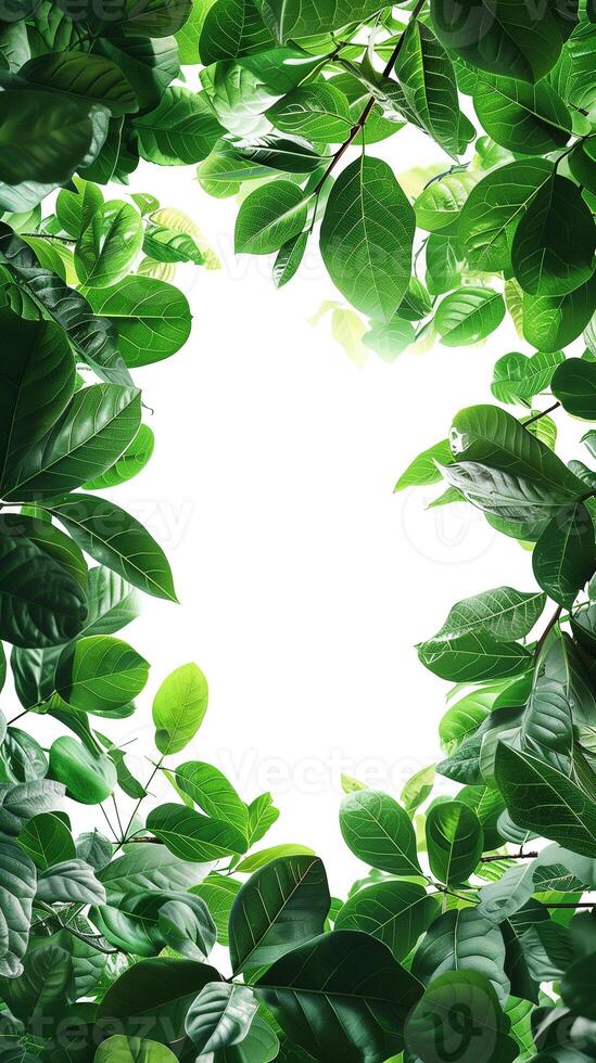 Tree leaves framing a plain white background, picture photo