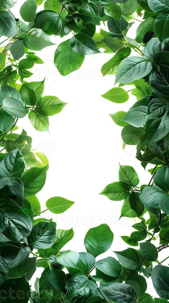 Tree leaves framing a plain white background, photorealistic photo