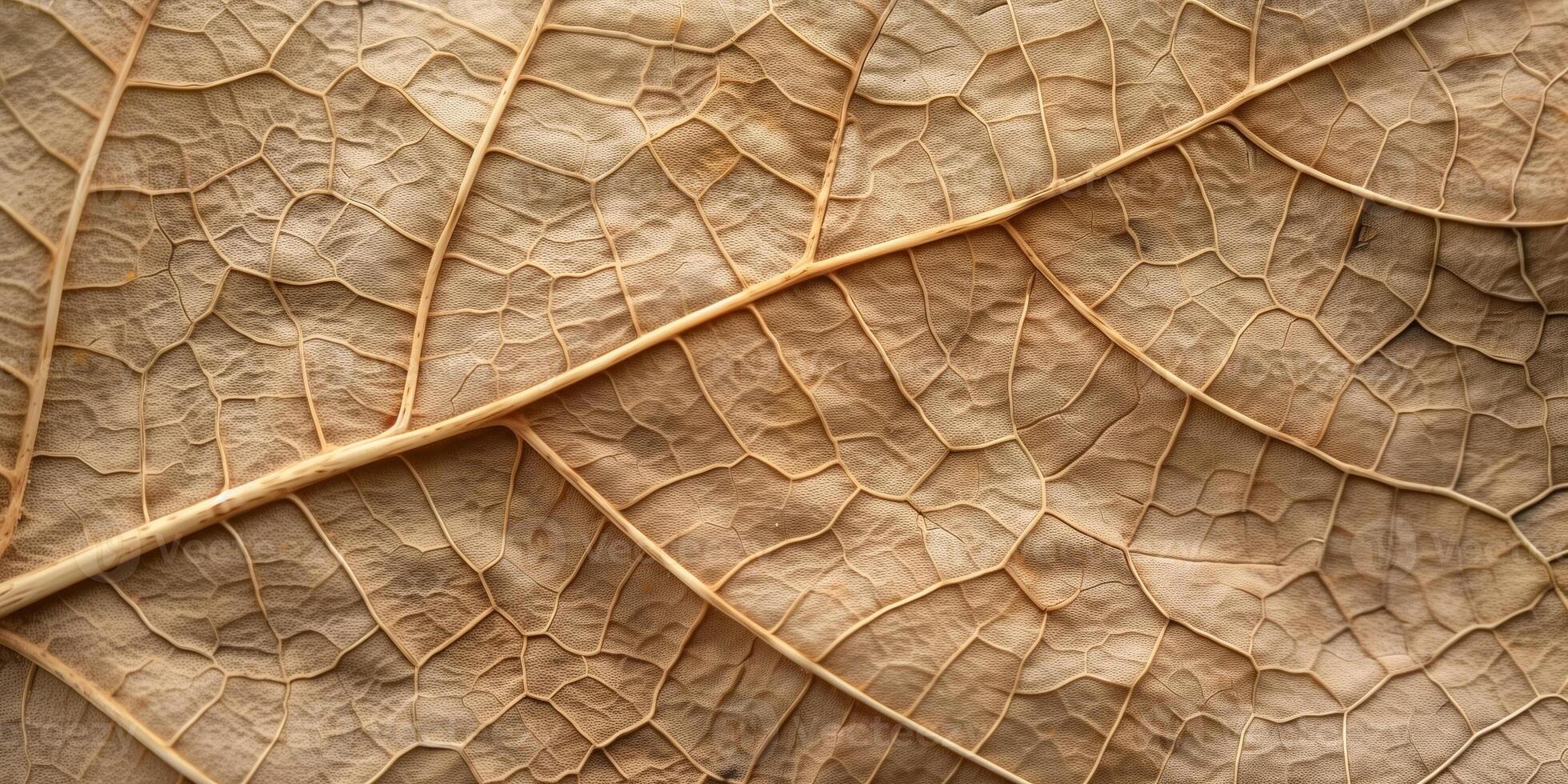Macro shot focusing on intricate veins of a pressed leaf, displaying natural textures, photorealistic photo