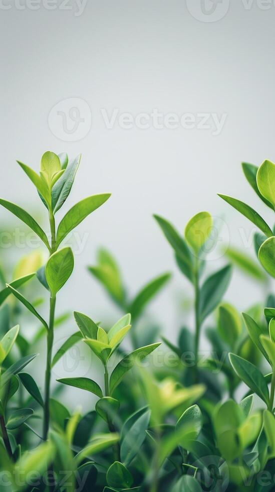 Out-of-focus plants at the bottom sides with a pure white background, photo