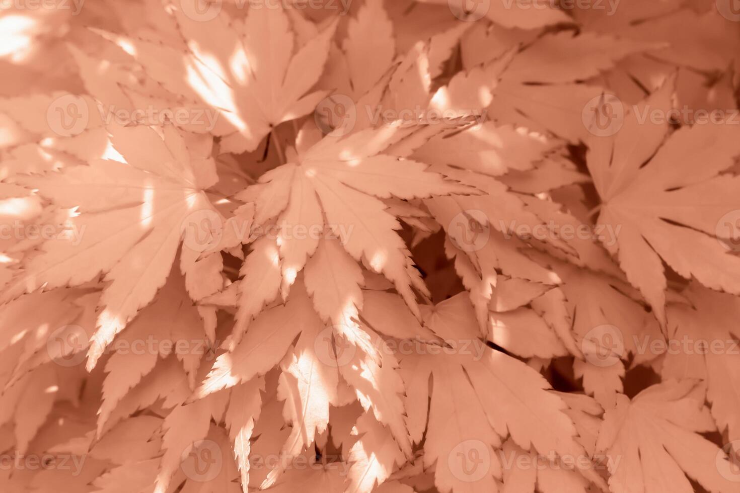 Bright Mocha brown fresh decorative maple leaves in close-up photo