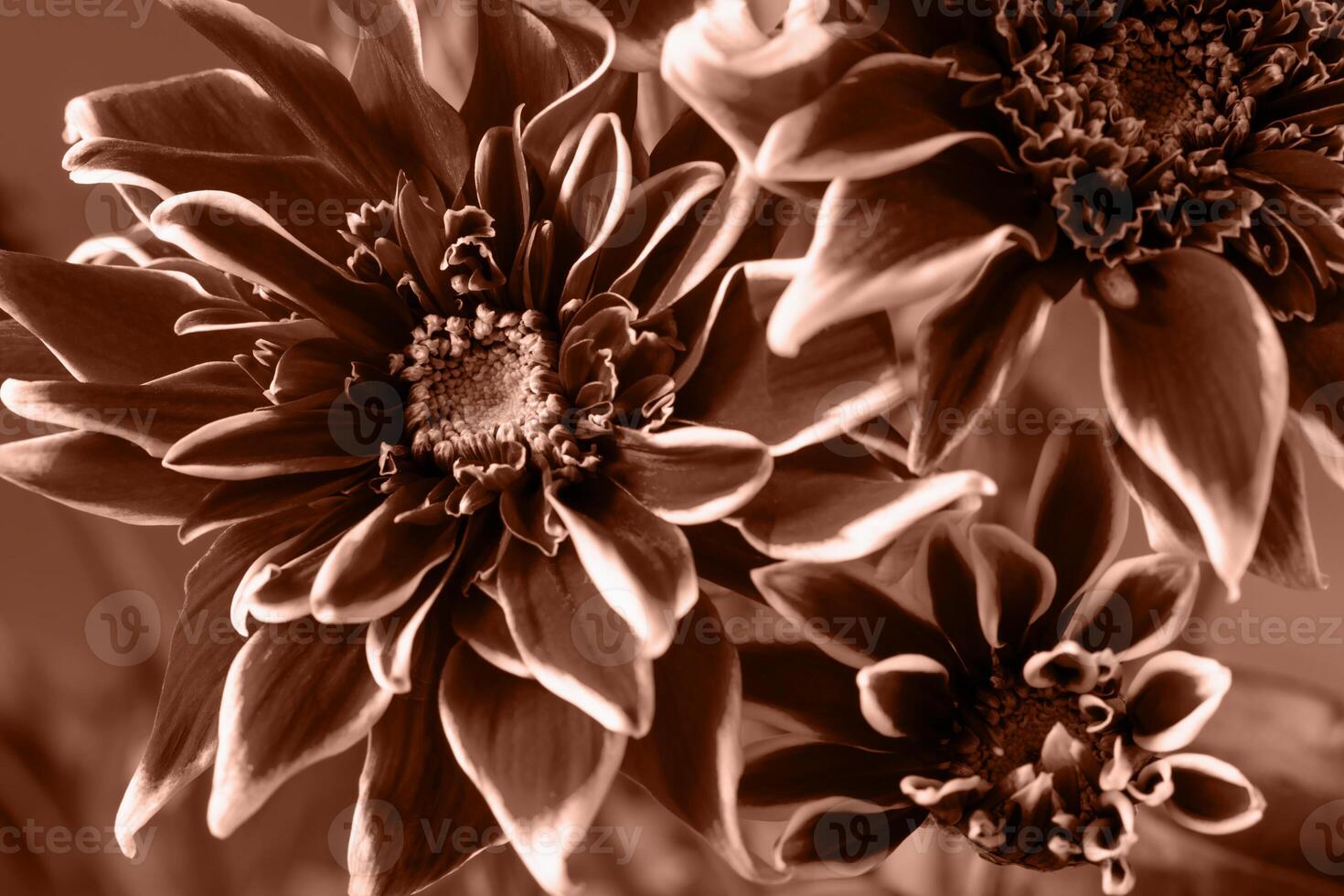 Three blooming Mocha brown chrysanthemums close-up, perfect solution for your design, top view, selective focus. Demonstrating color of 2025 year photo