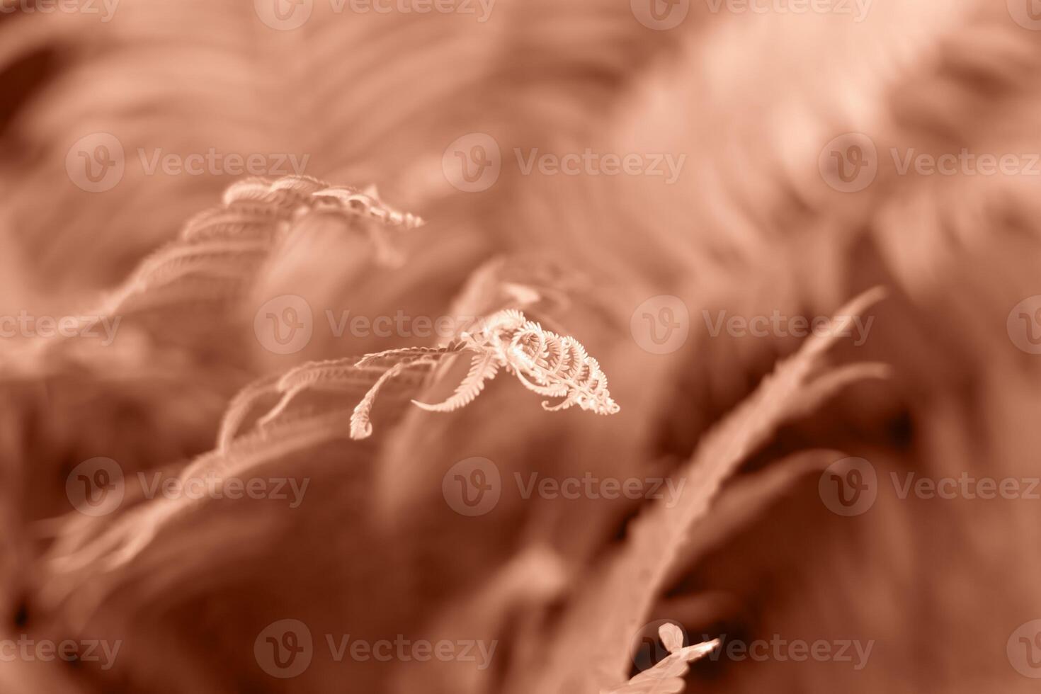 Unwinding fern leaf tip, Pteridium aquilinum, frond photo