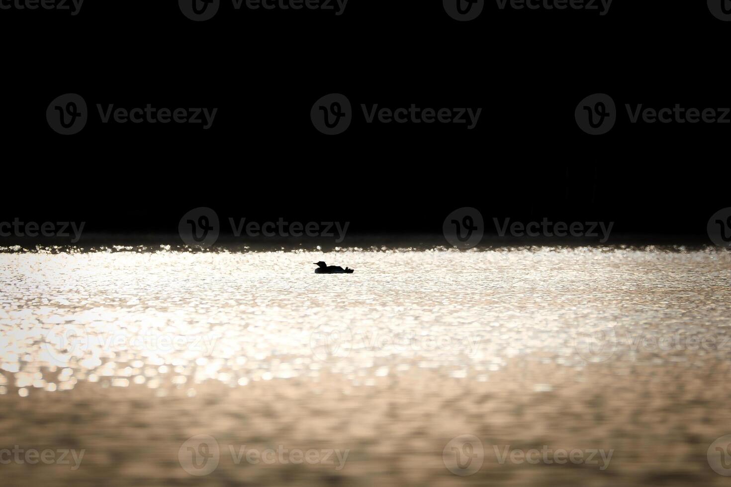 A miniature silhouette of a magnificent grebe bird in the glittering waters of a lake photo