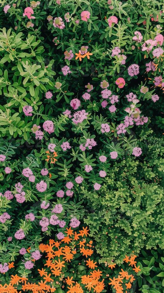 An aerial view of a flower garden with purple and orange flowers photo