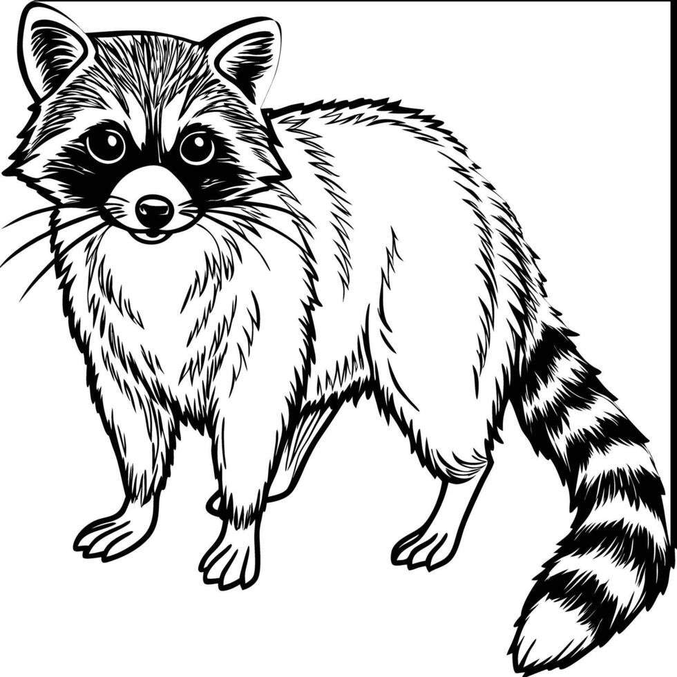 A raccoon coloring page vector