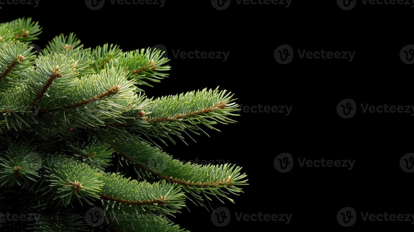A close up of a fir tree with needles photo