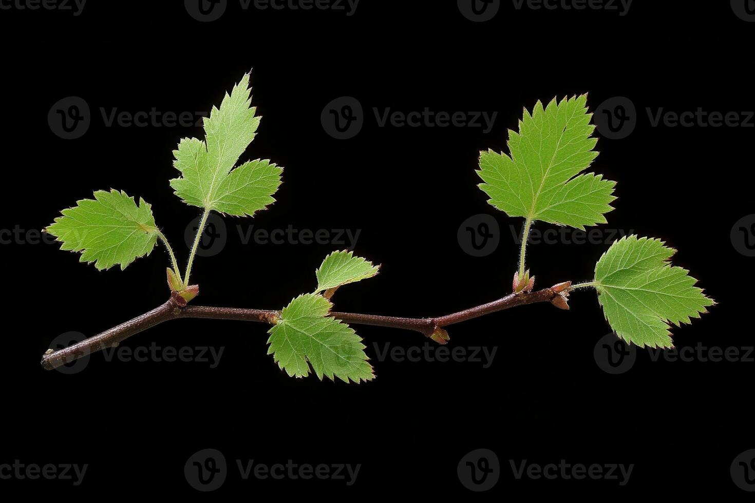 A branch with green leaves against a black background. photo
