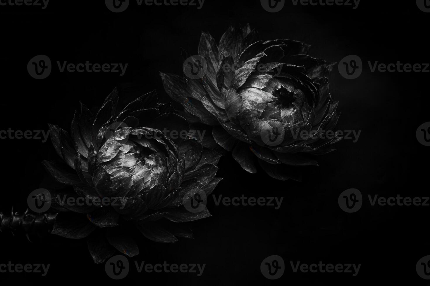 Monochrome flowers against a dark background. photo