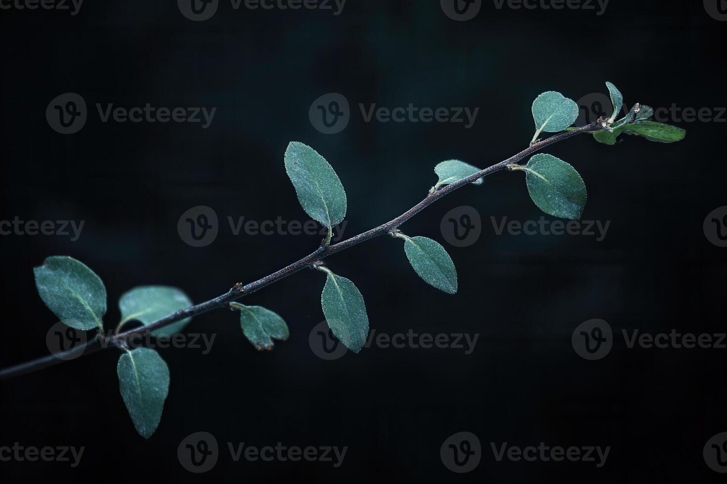 A close-up of a branch with green leaves against a dark background. photo