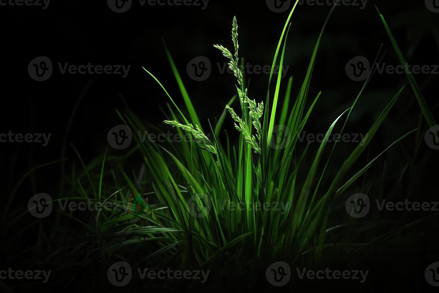 Lush green grass illuminated in a dark environment. photo