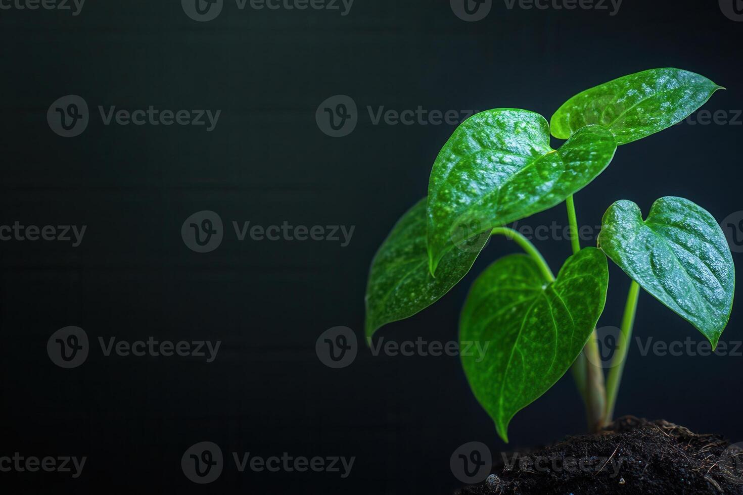 Green plant with heart-shaped leaves in dark background. photo