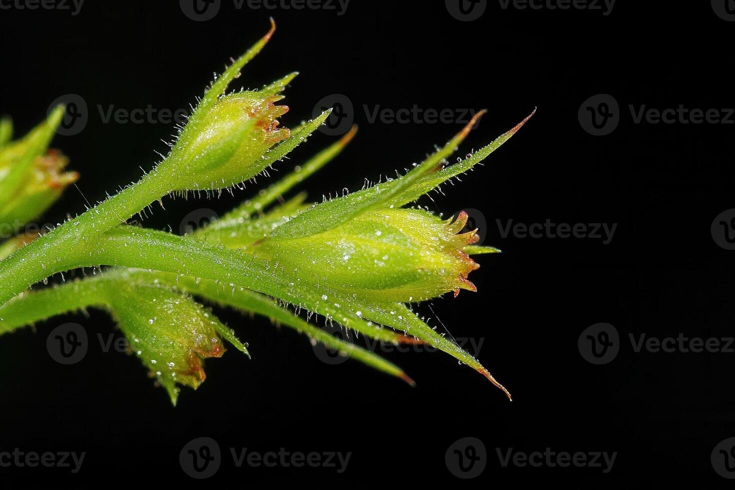 Close-up of green plant buds with fine hairs. photo