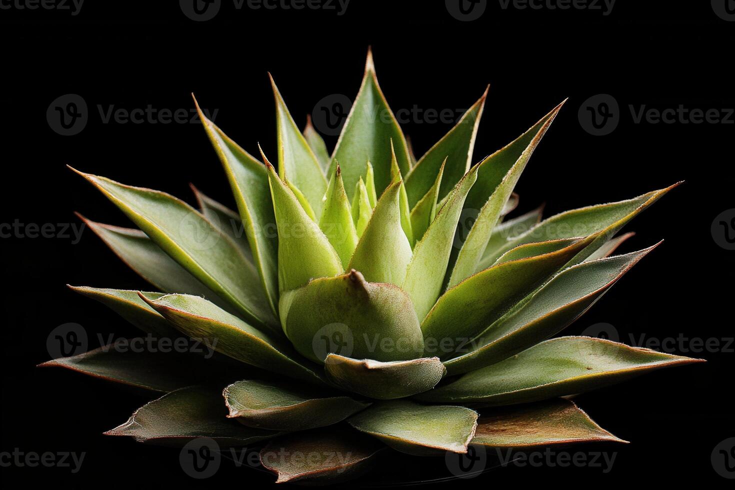 A close-up of a vibrant green succulent plant. photo