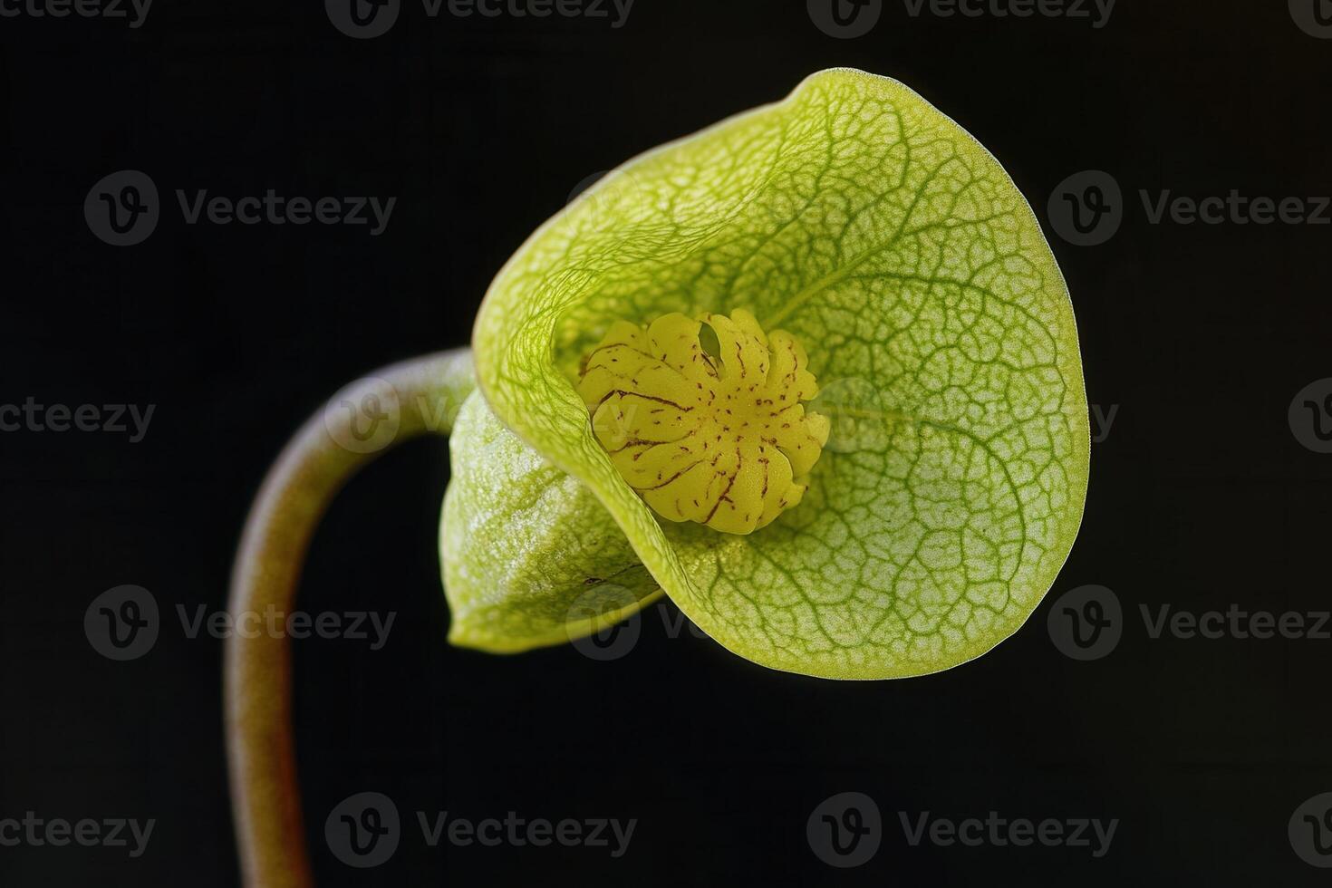 Close-up of a unique green flower with intricate patterns. photo