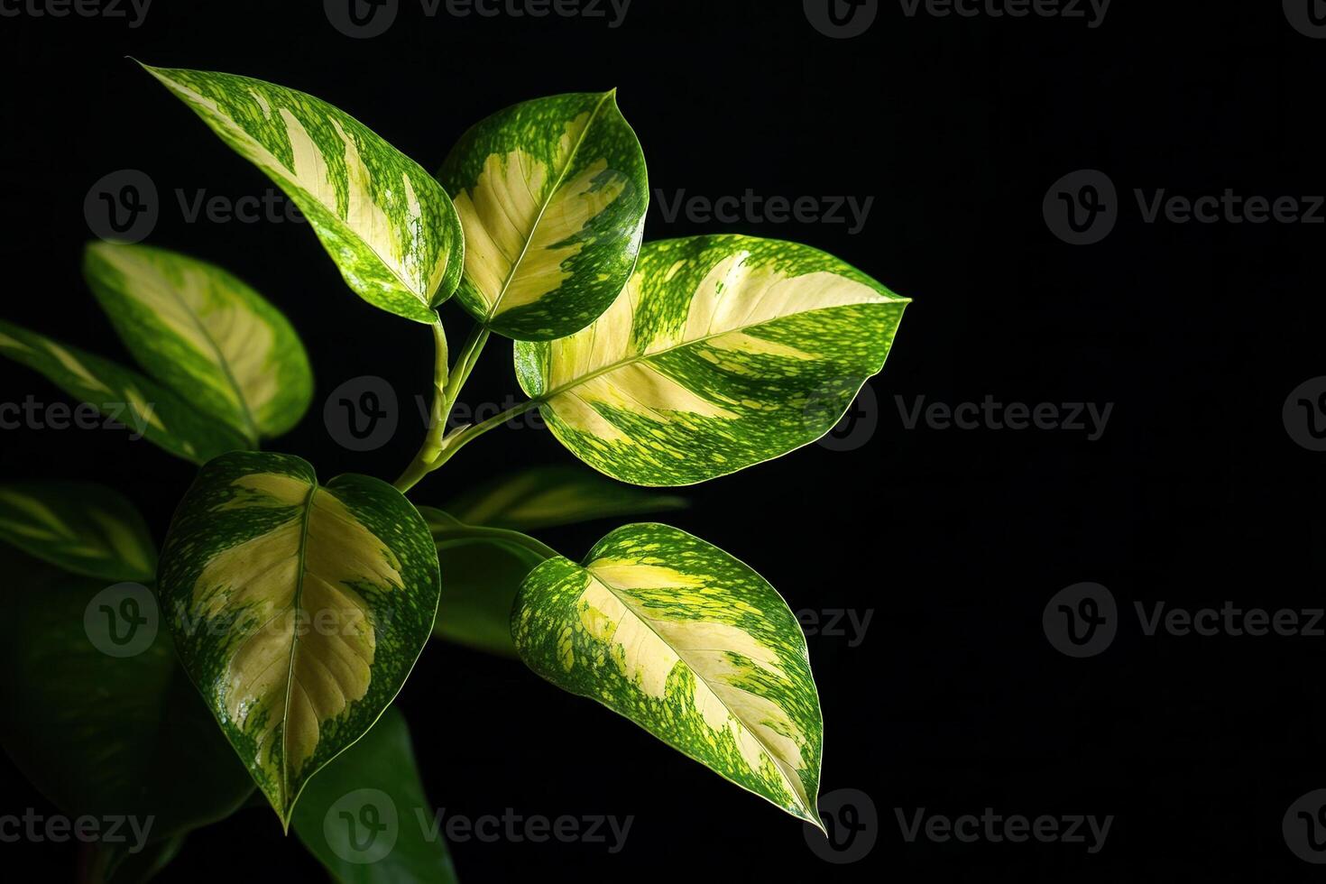Lush green leaves with variegated patterns on a dark background. photo