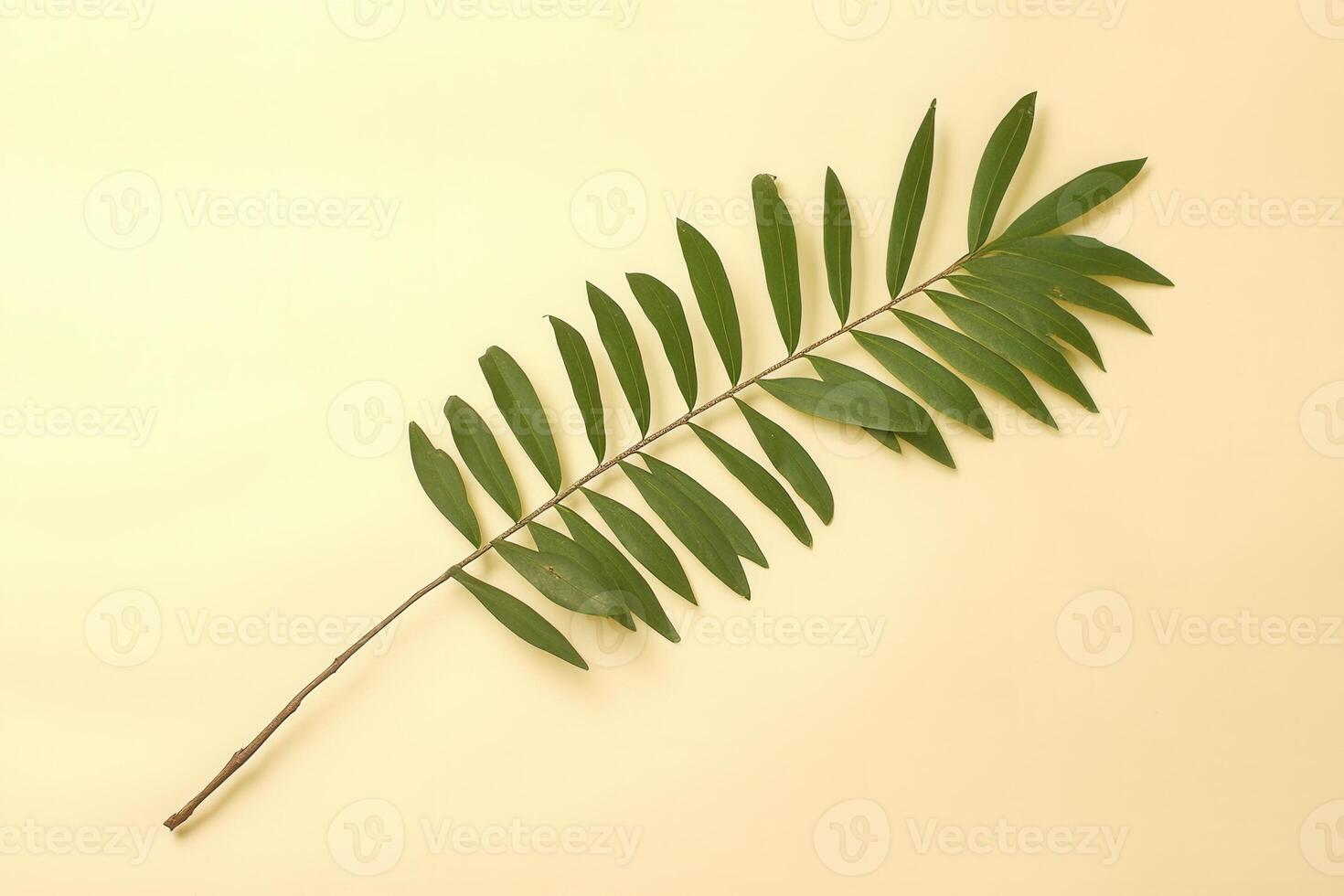A green leaf on a yellow background. photo