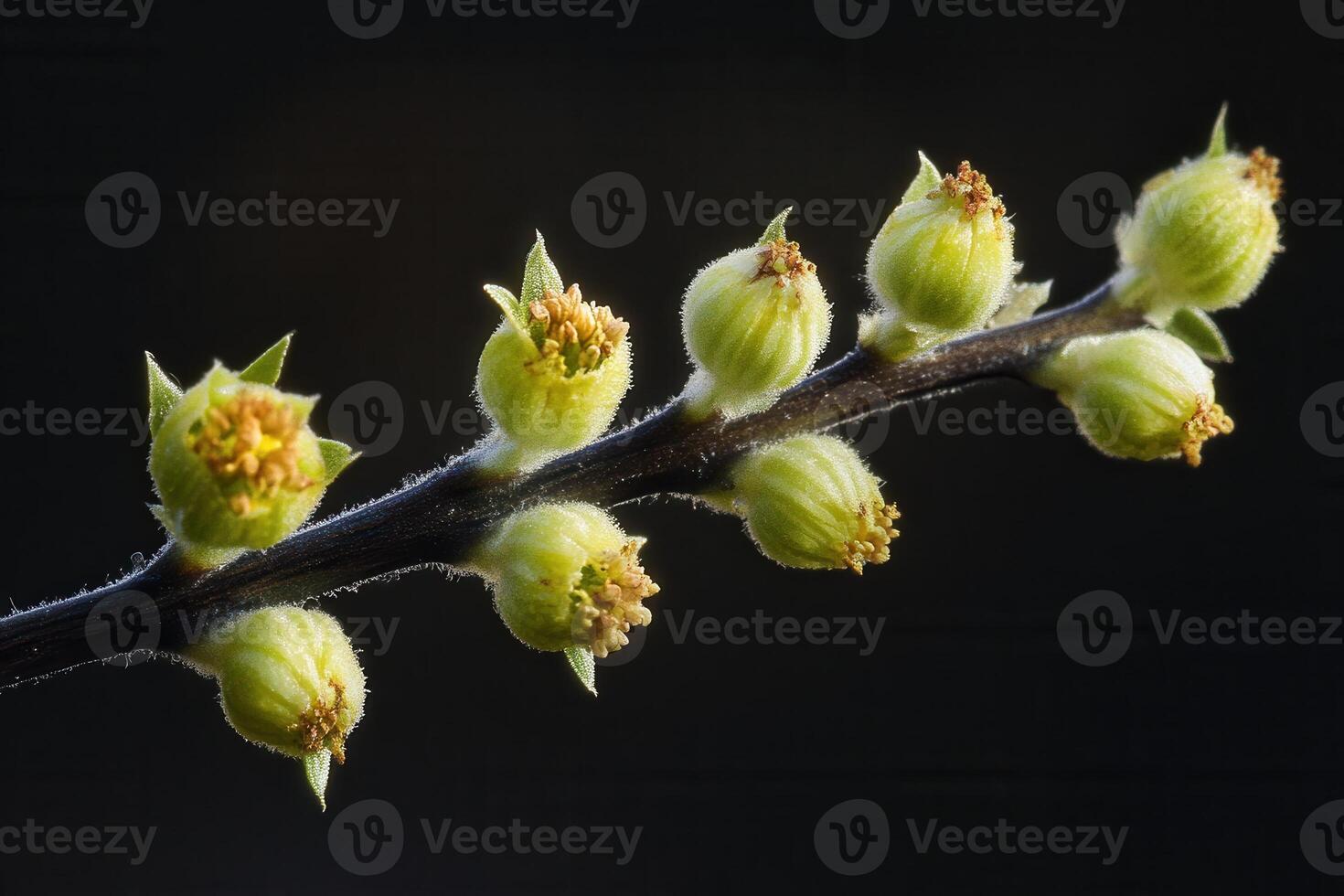 Close-up of budding plant with green and yellow features. photo