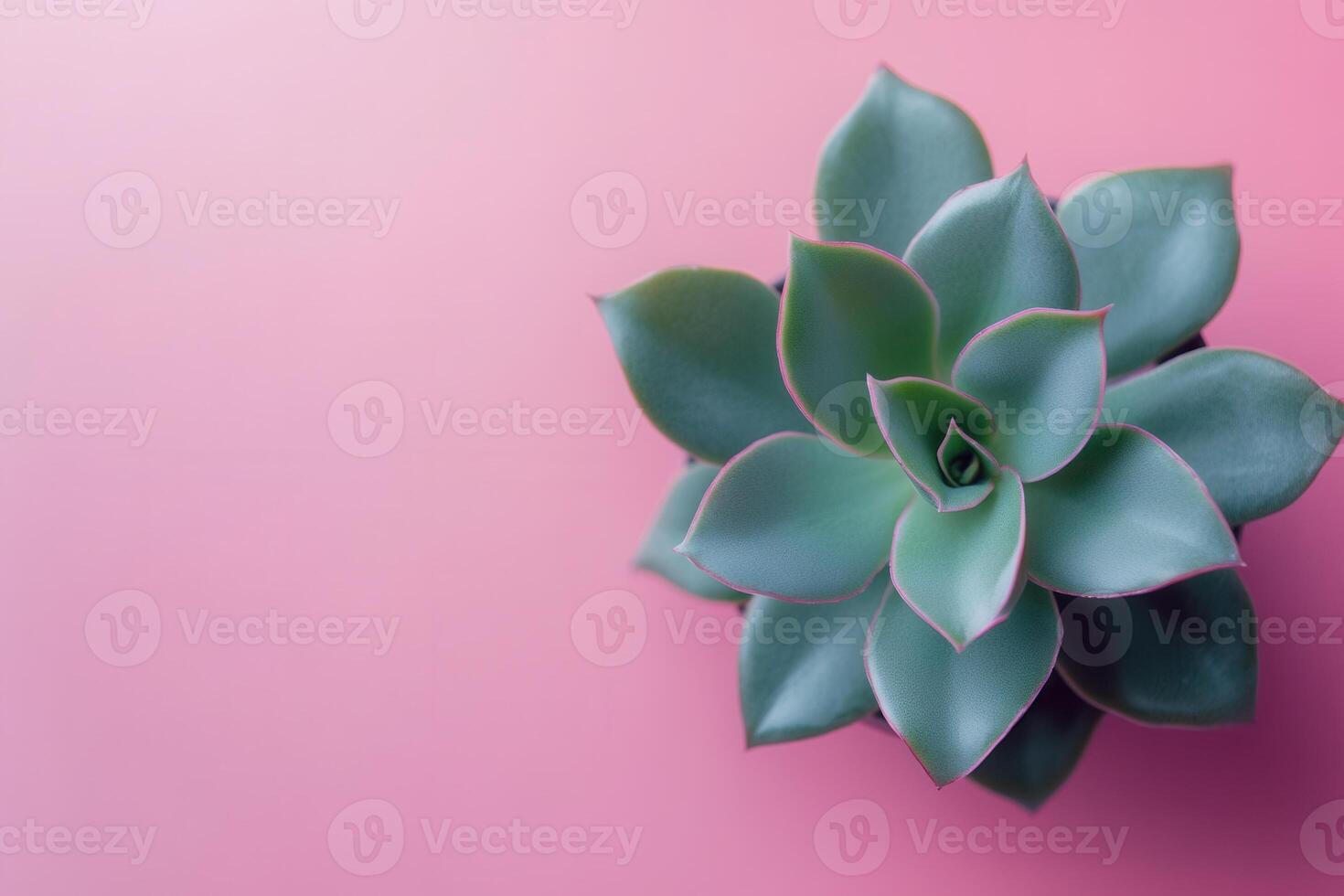 Succulent plant against a pink background. photo