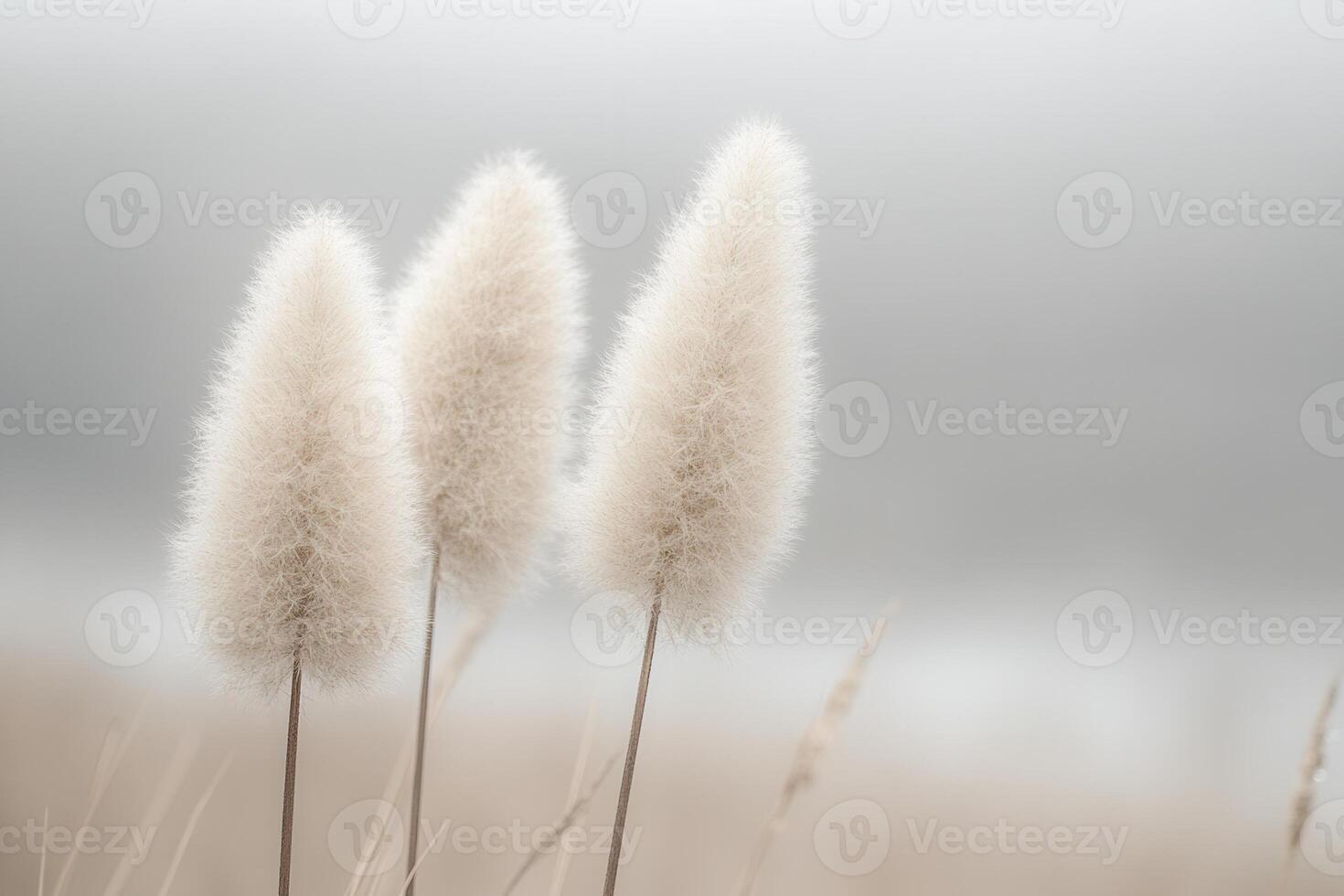 Soft, fluffy plants against a blurred background. photo