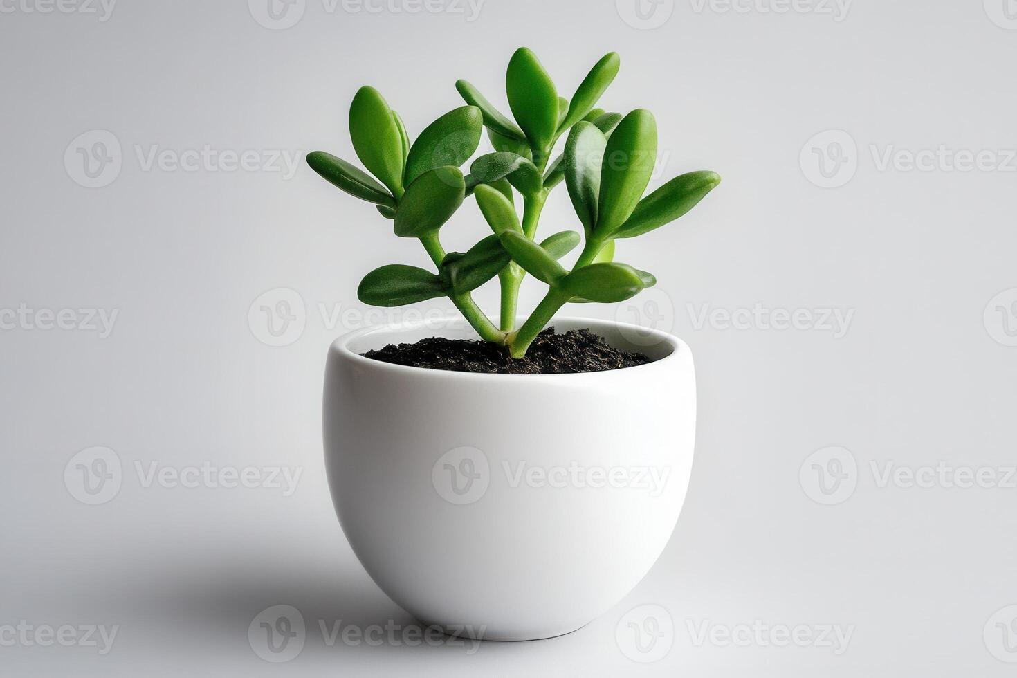 A succulent plant in a white pot on a plain background. photo