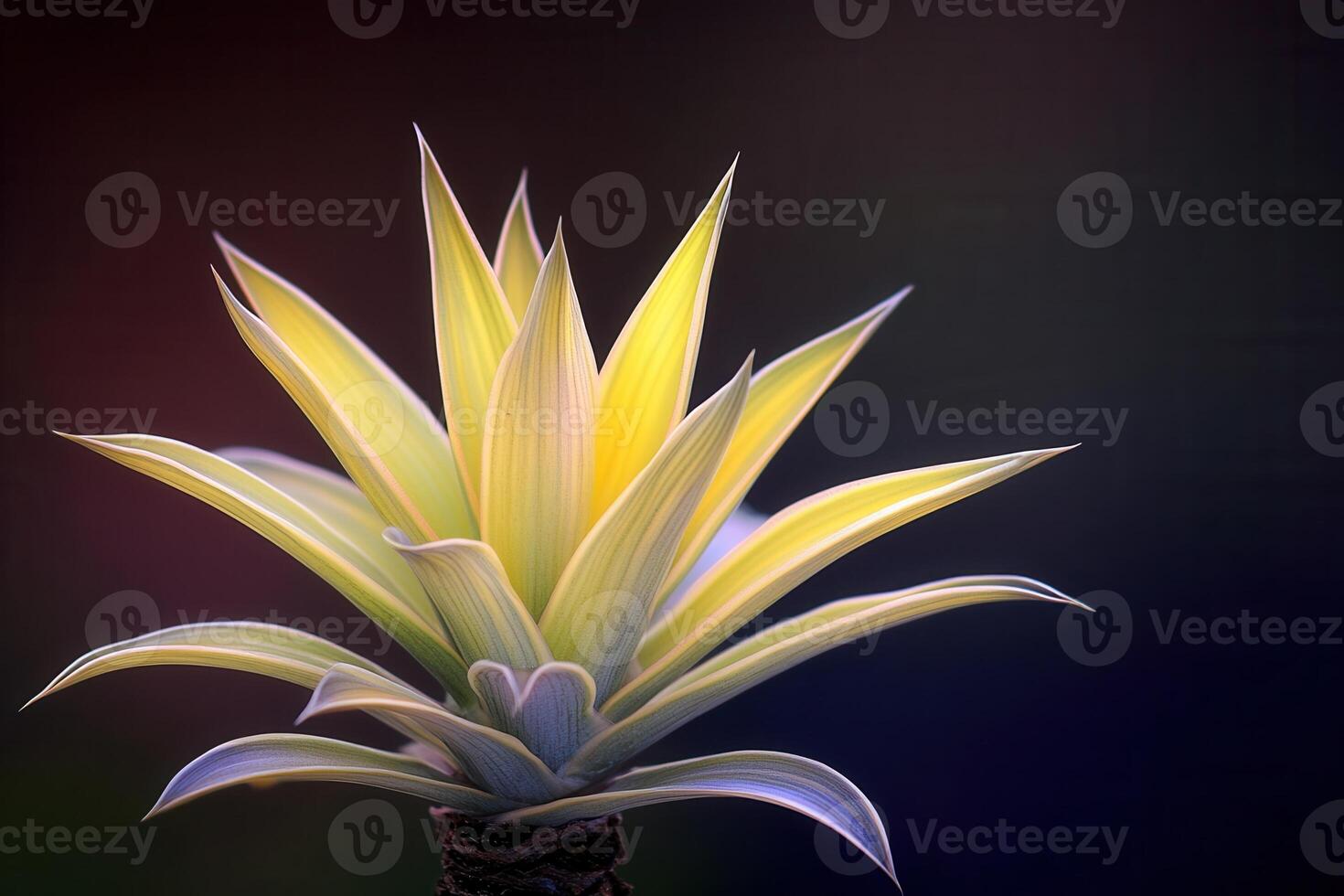 Vibrant plant with striking yellow-green leaves. photo