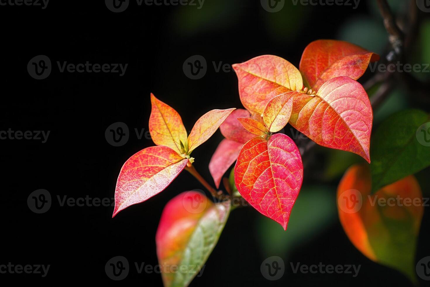 Vibrant leaves in shades of red and orange against darkness. photo