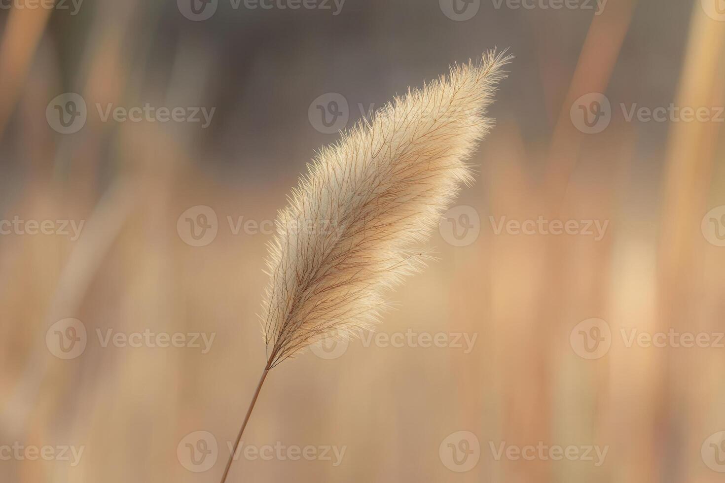 Soft golden grass swaying in gentle light. photo