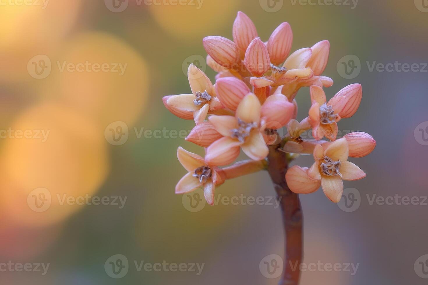 Delicate pink flowers blooming with a soft background. photo
