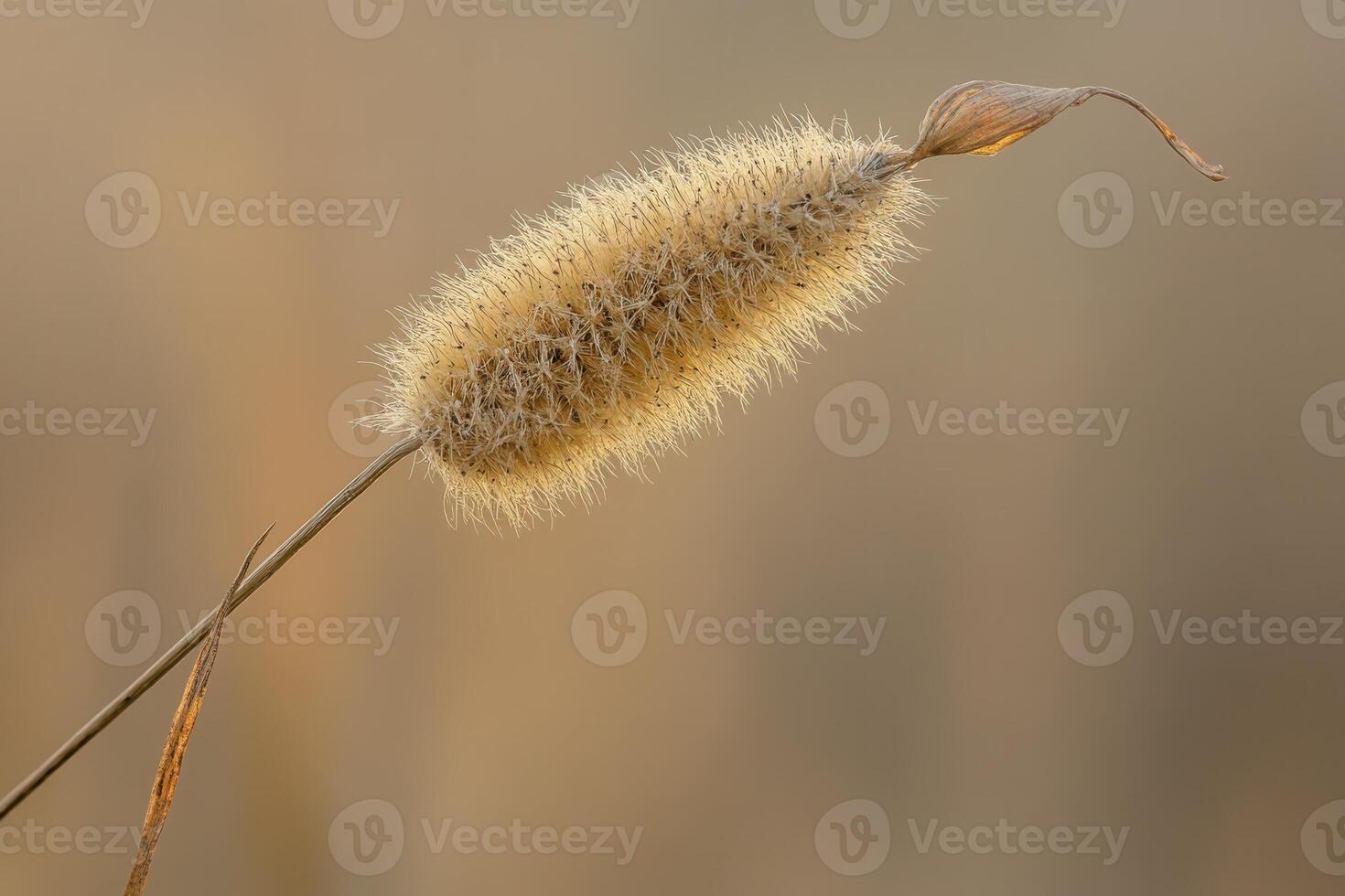 Close-up of a fluffy cattail plant in soft lighting. photo