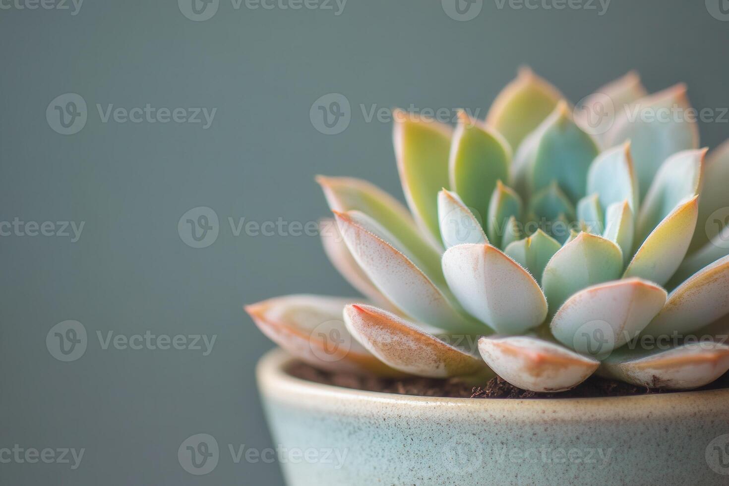 Close-up of a succulent plant in a decorative pot. photo