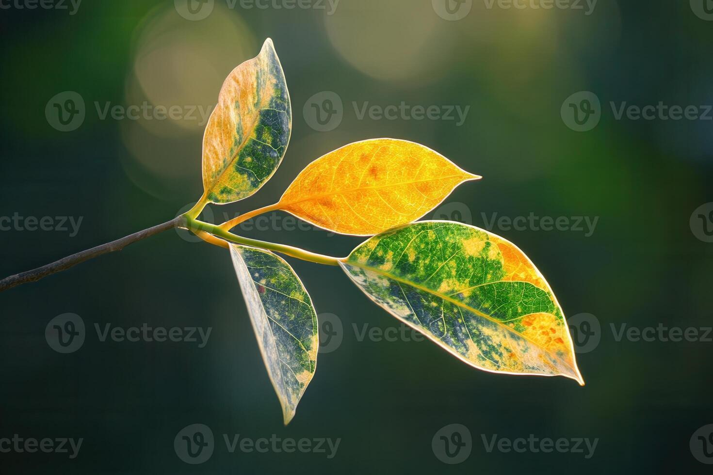 Vibrant leaves showcasing autumn colors on a branch. photo