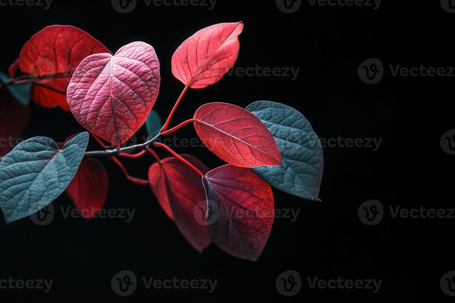 Vibrant red and blue leaves against a dark background. photo