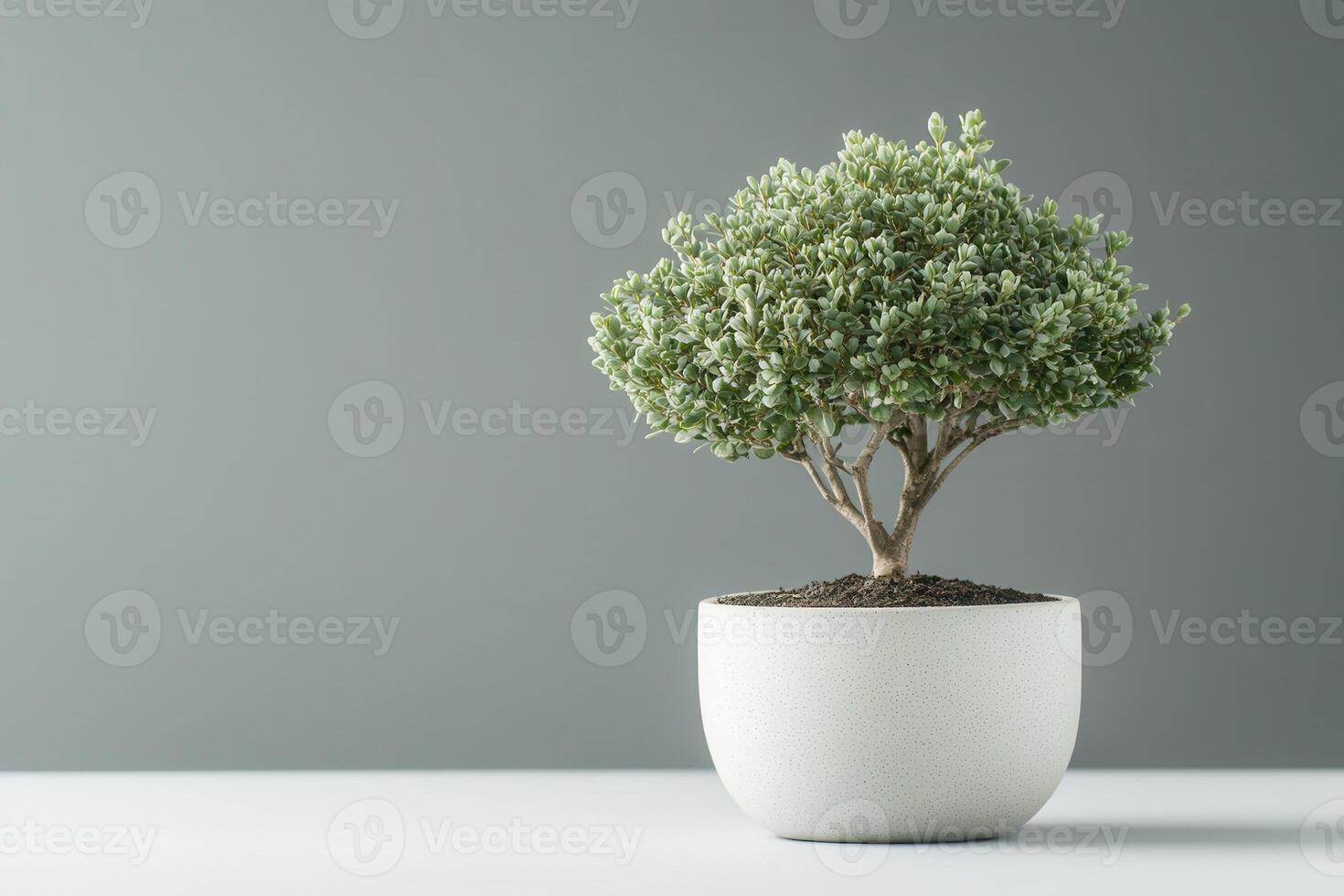 A small potted tree on a minimalistic surface. photo