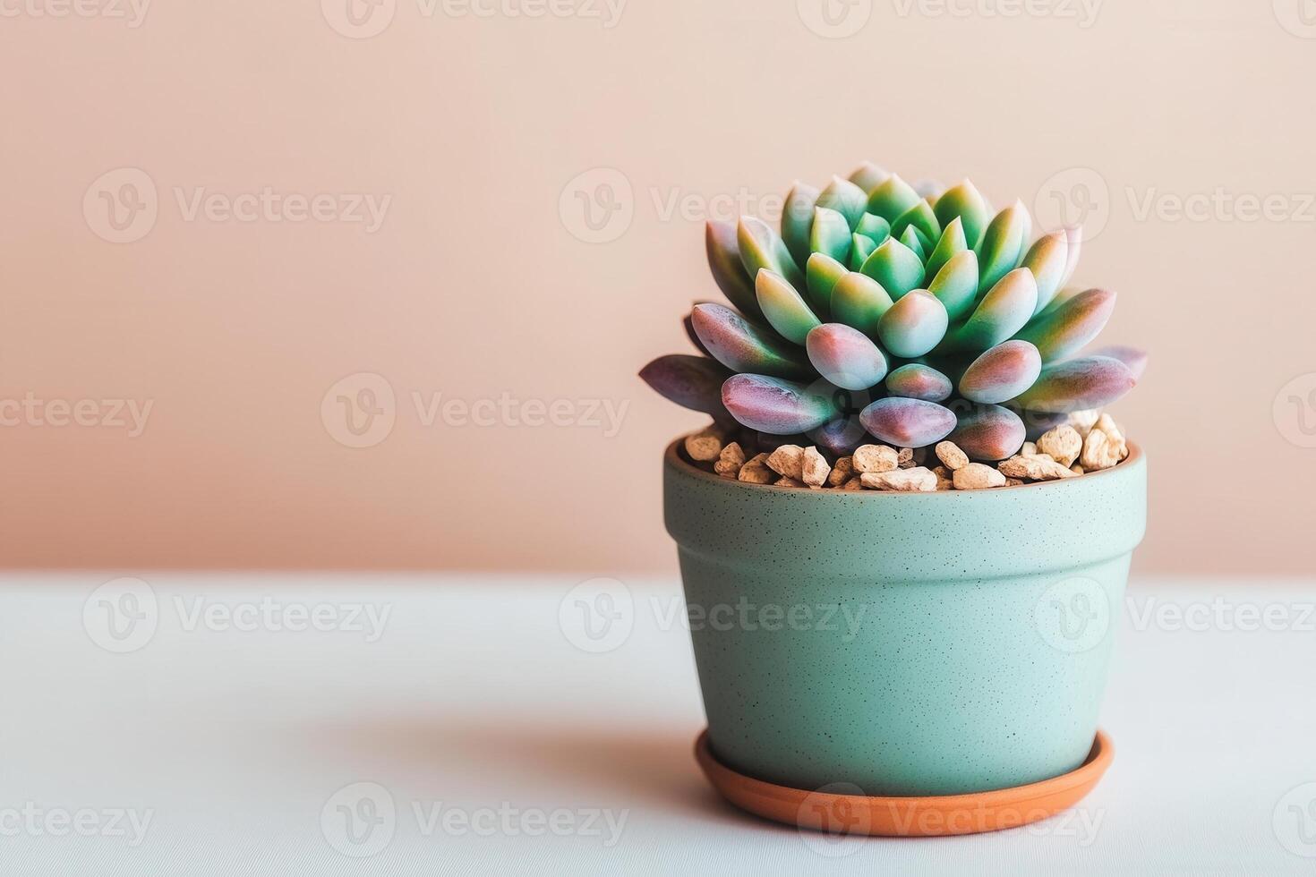 A succulent plant in a decorative pot on a table. photo