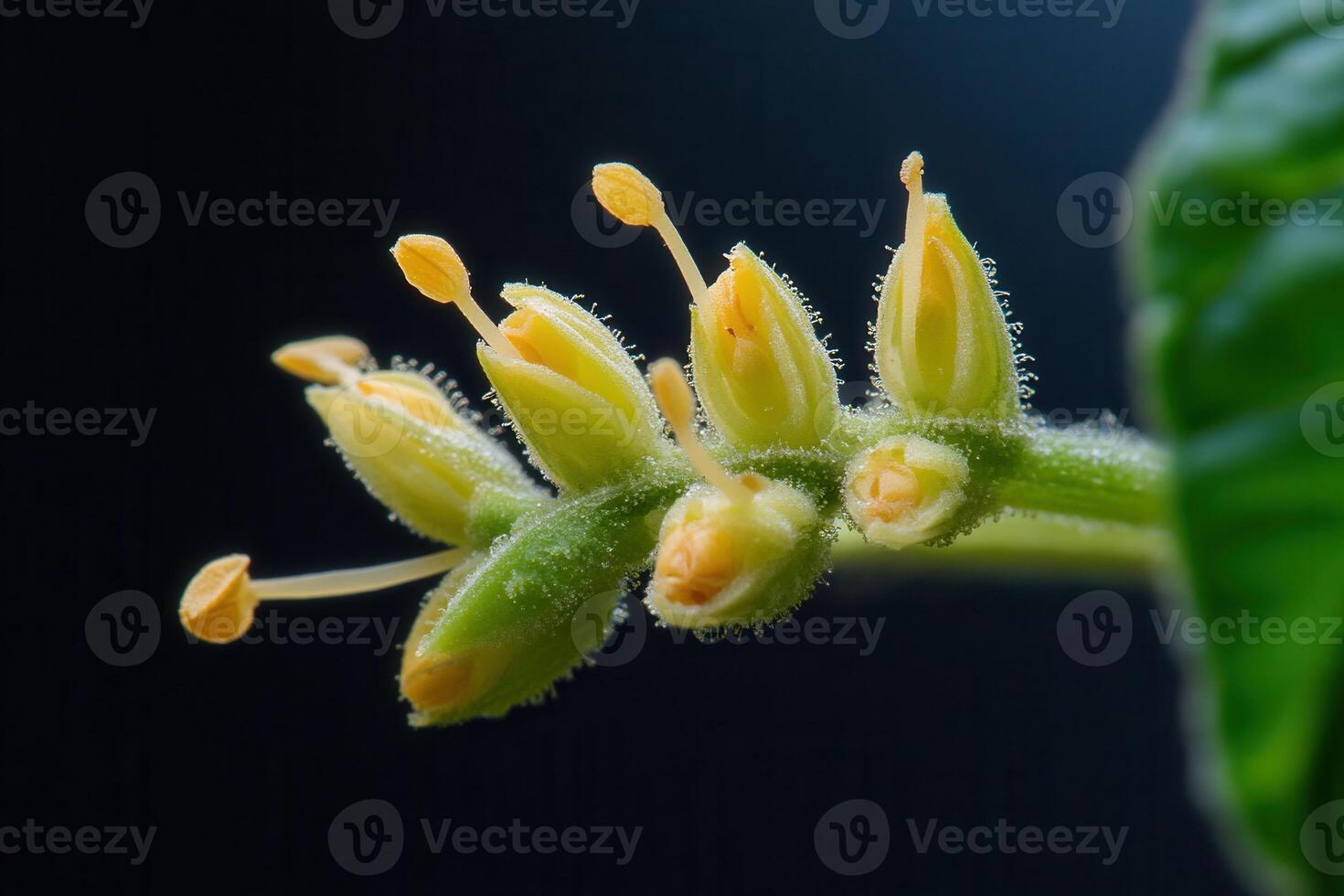Close-up of delicate yellow flower buds on a green stem. photo