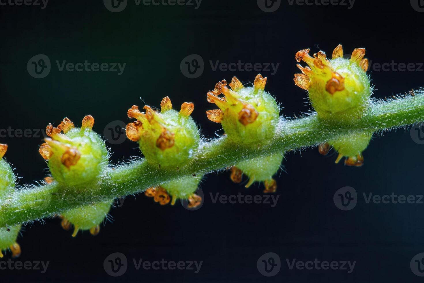 Close-up of green plant structure with orange tips. photo