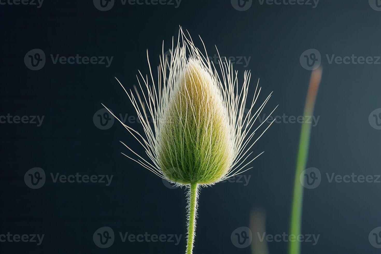 Close-up of a delicate, fluffy plant bud. photo