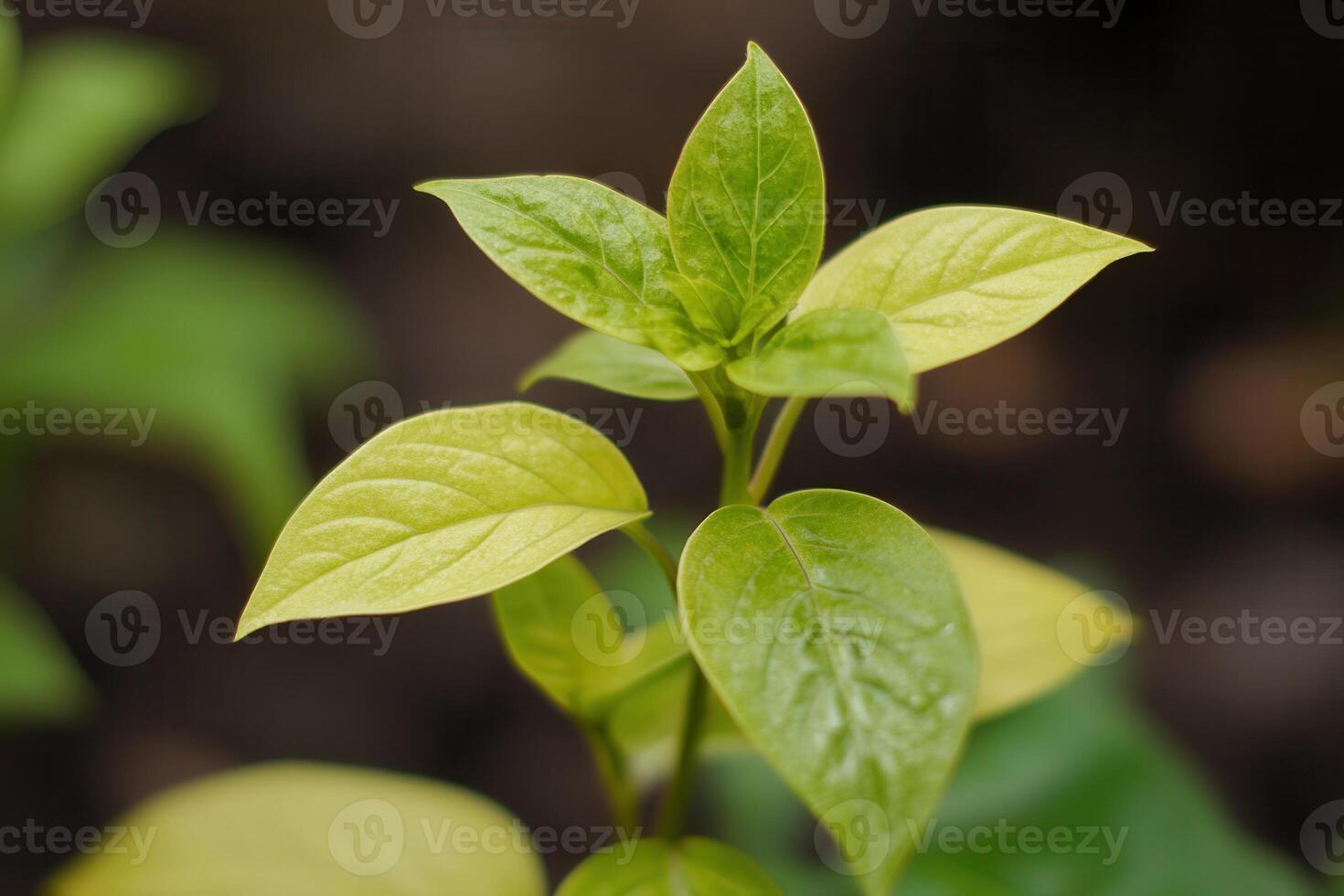 Close-up of vibrant green leaves on a plant. photo