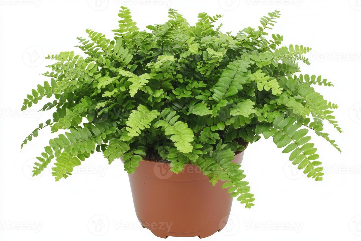 Lush green potted fern plant in a brown pot. photo