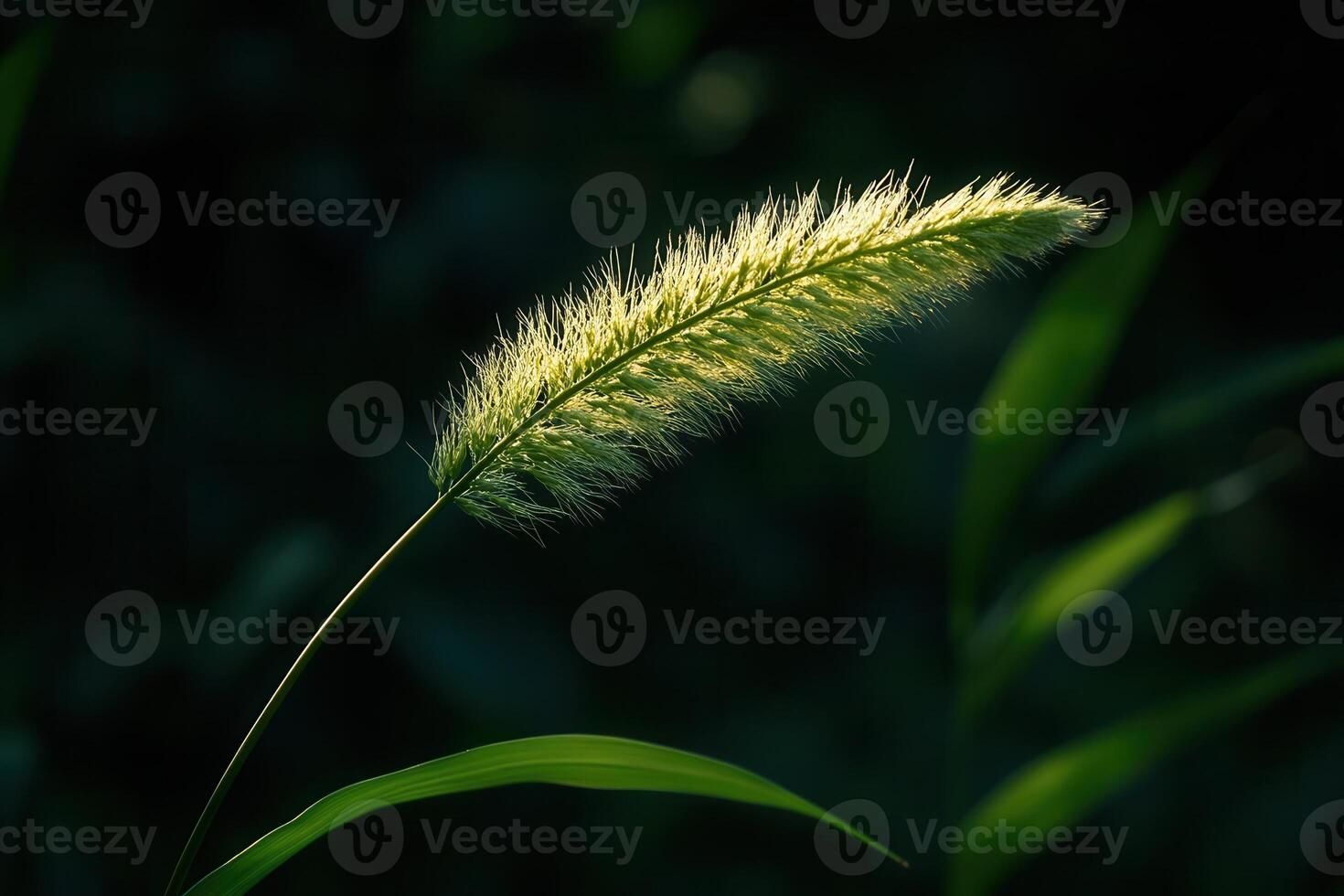 A close-up of a grass spike illuminated by sunlight. photo