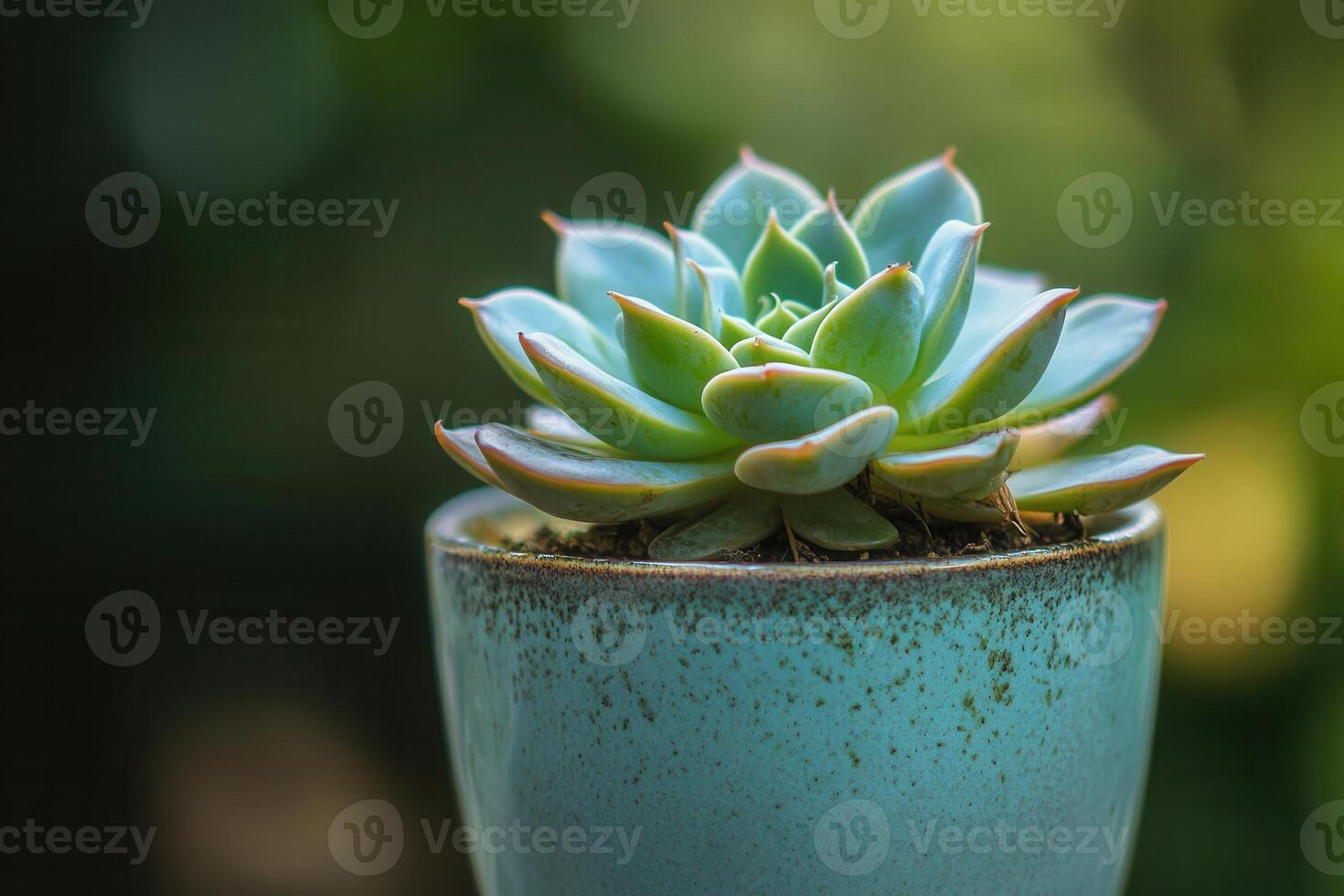 A succulent plant in a decorative pot. photo